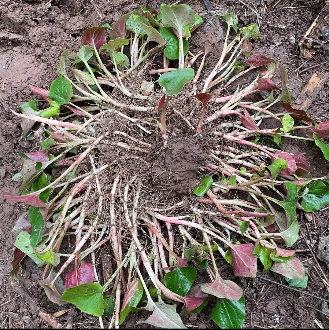 野折耳根新鲜鱼腥草四川正宗新鲜折耳根