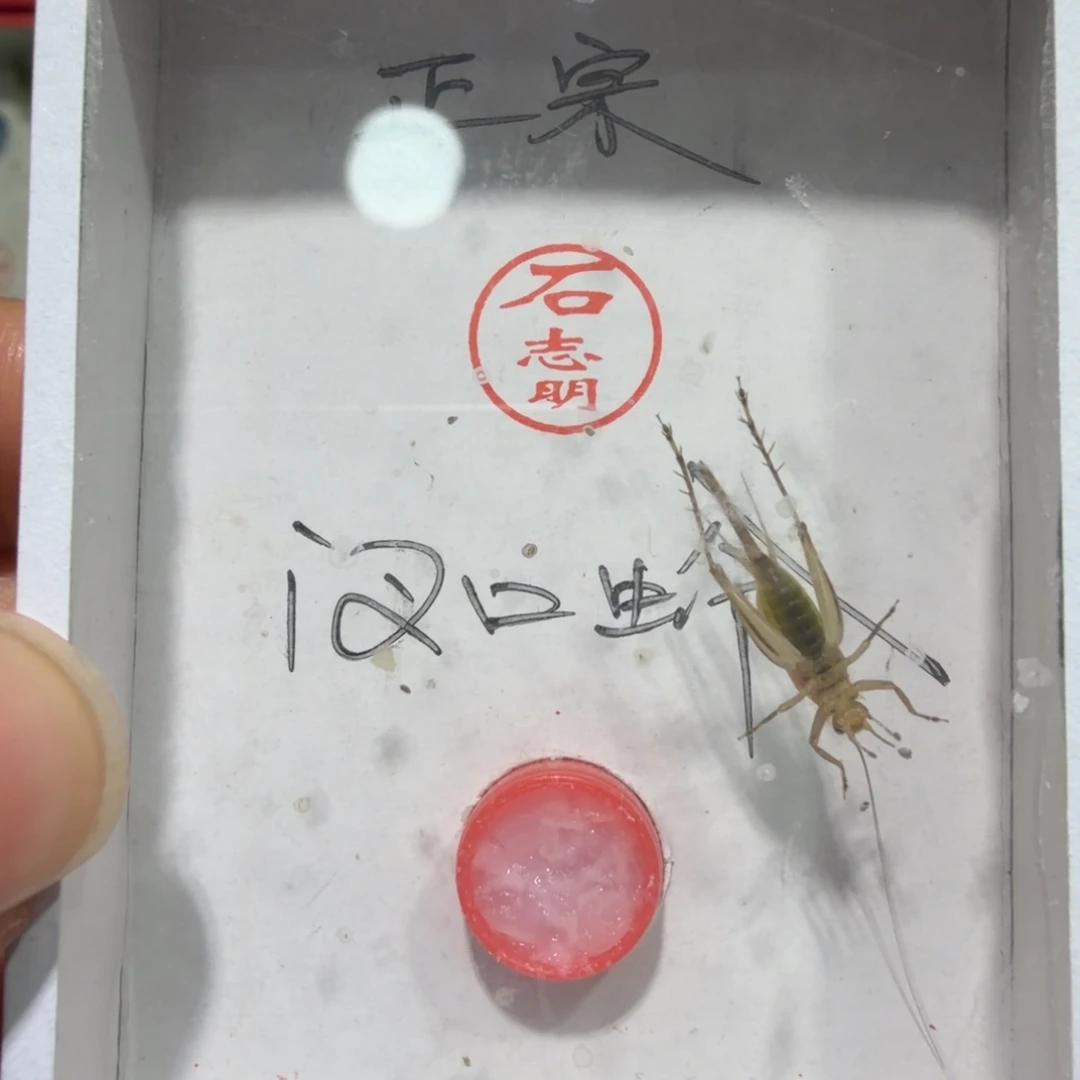 蟋蟀断须一条包邮.