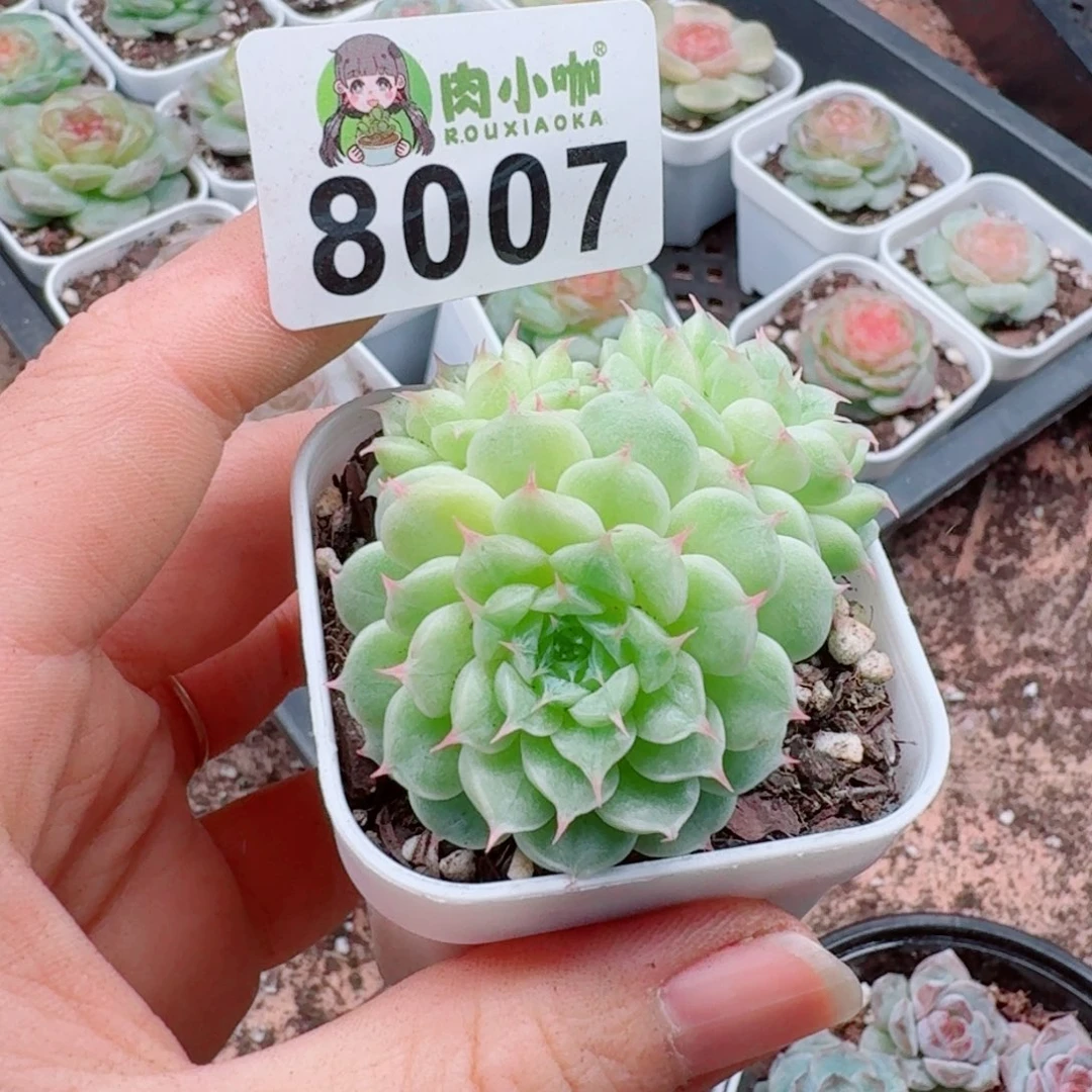 暖****多肉植物多肉植物