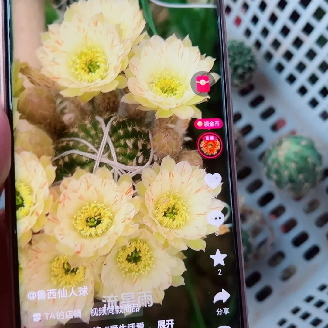 丽花流星雨侧芽000000