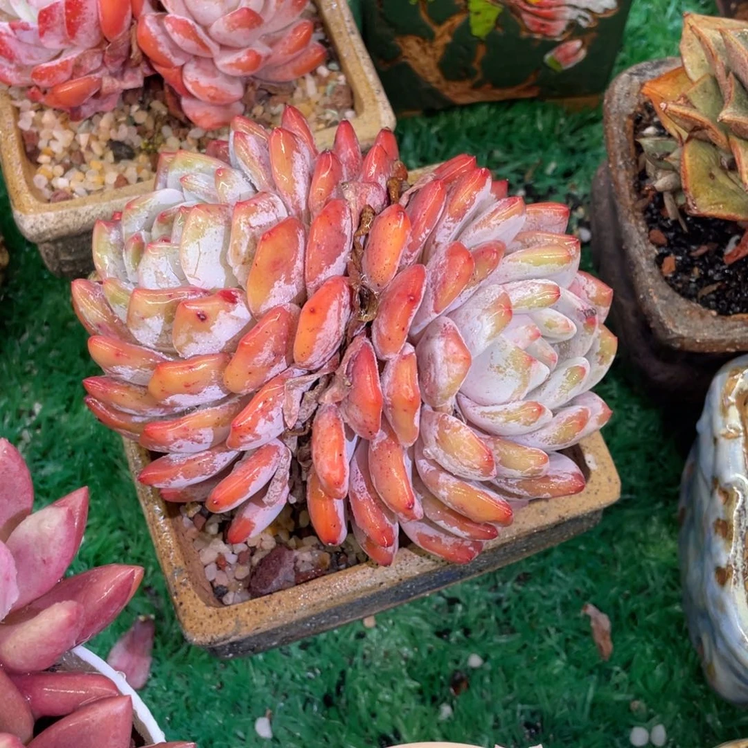 多肉植物盆栽多肉