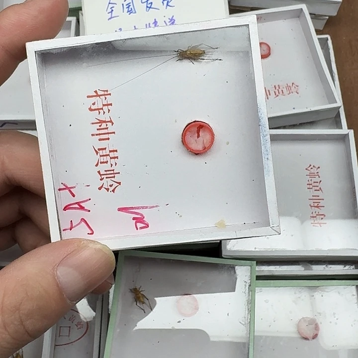 贝***贝蟋蟀11111111111111