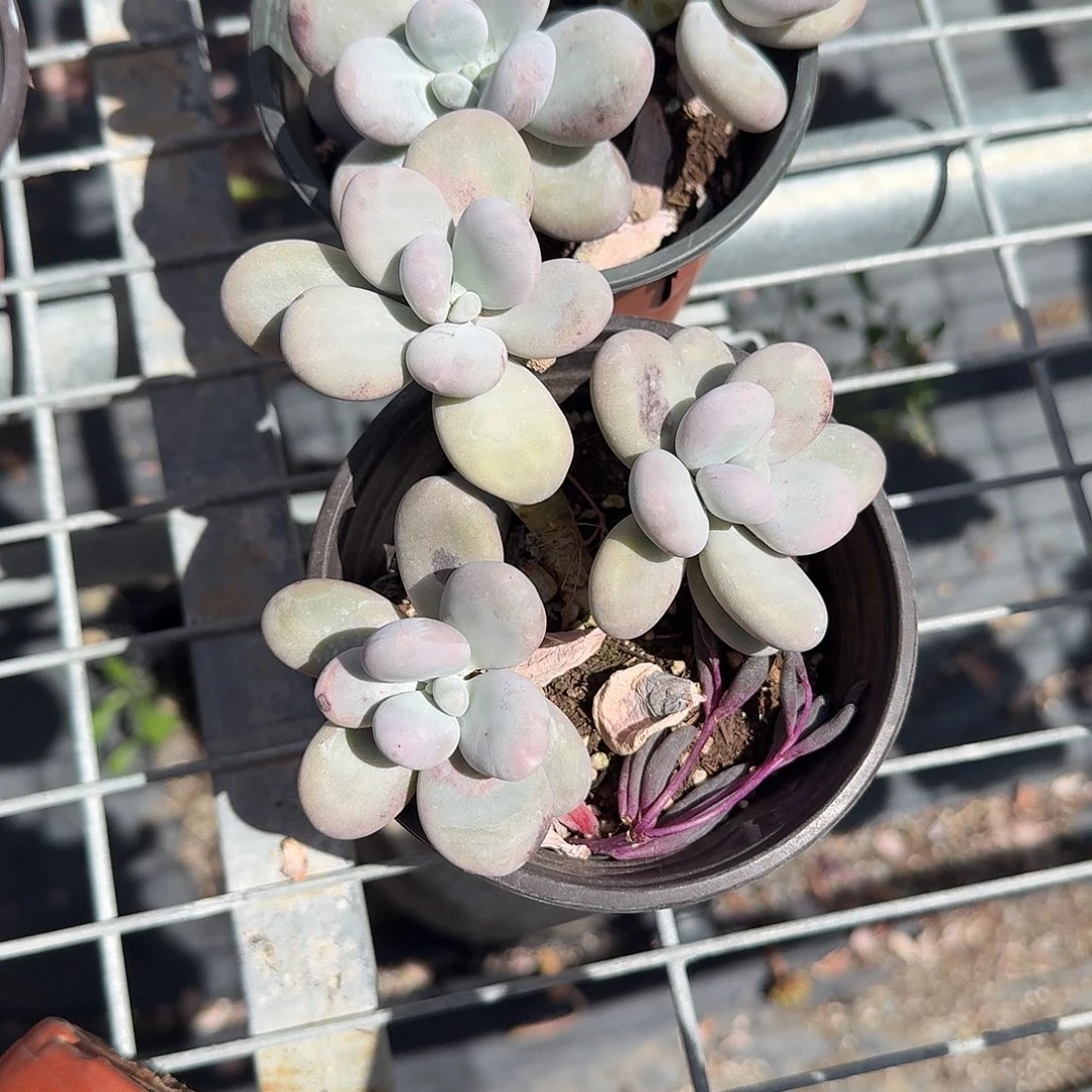 原始奶酪多肉植物精品