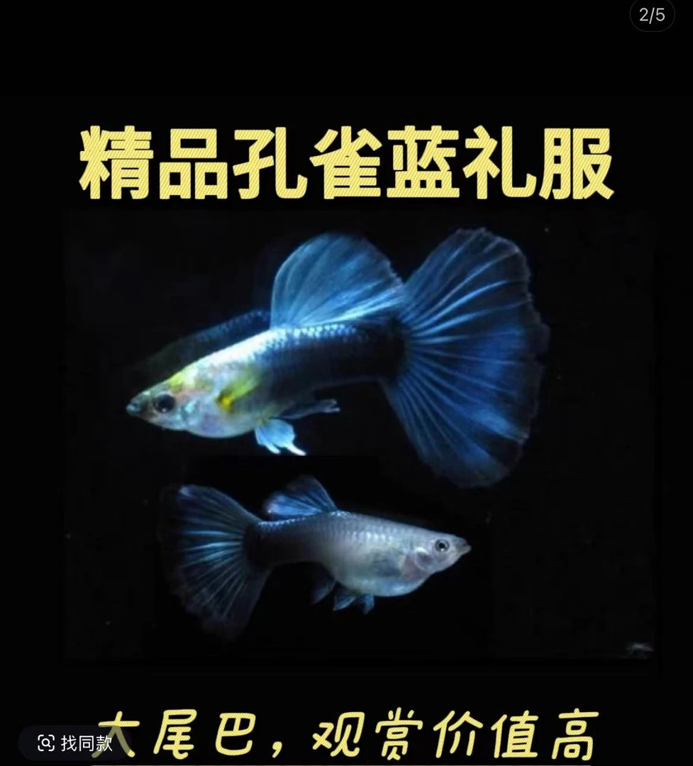 精品蓝礼服孔雀鱼公母搭对热带淡水胎生
