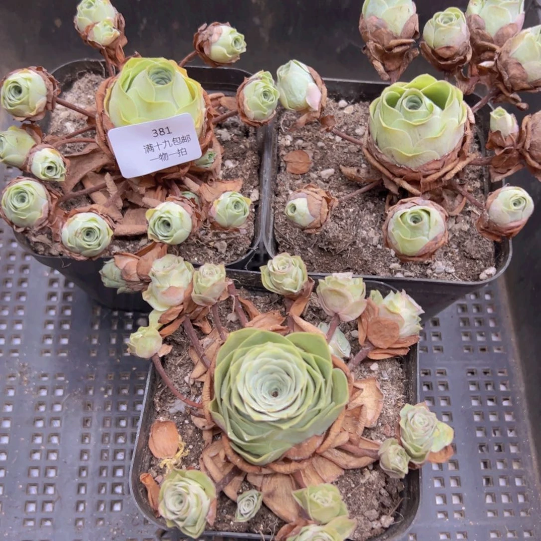 侧牙掉了不包损无售后381