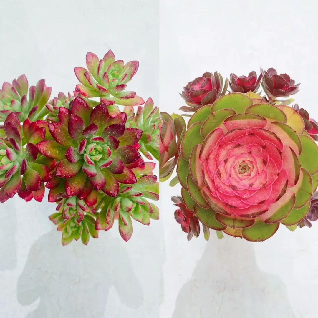 【红稚莲+彩云玫瑰法师】法师脱土老桩 新手简单好养活  多肉植物