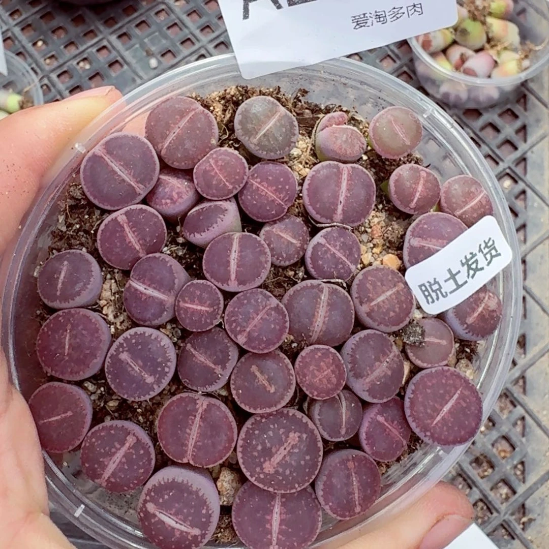 2246—-—生石花 肉锥
