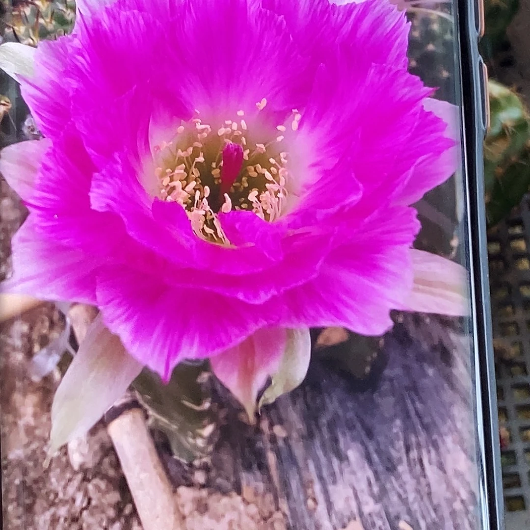 丽 醉美人侧芽歪20包邮/4公分