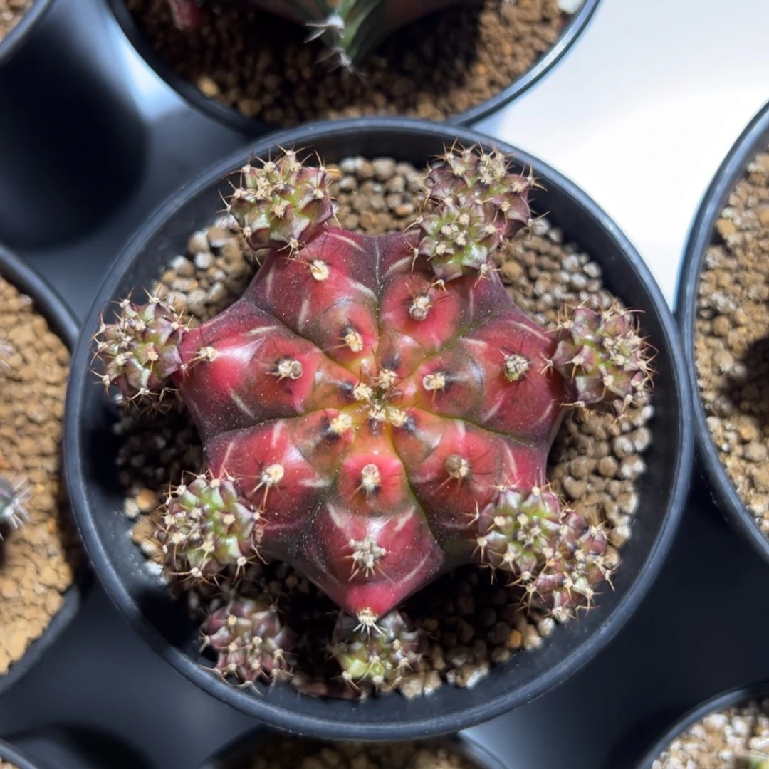 双杀带盆土发货43