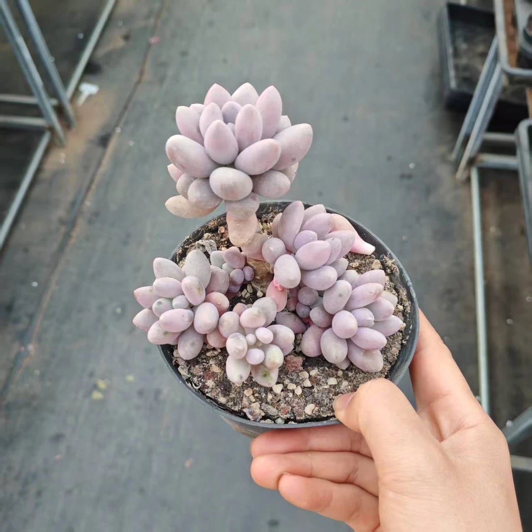 10#汤圆多肉植物    前男友精品多肉