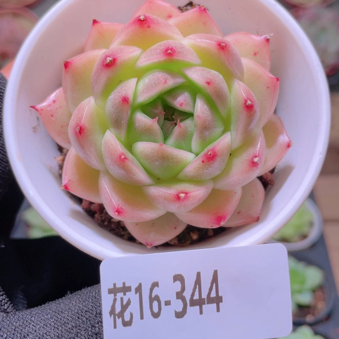 花利美16-344麦秆