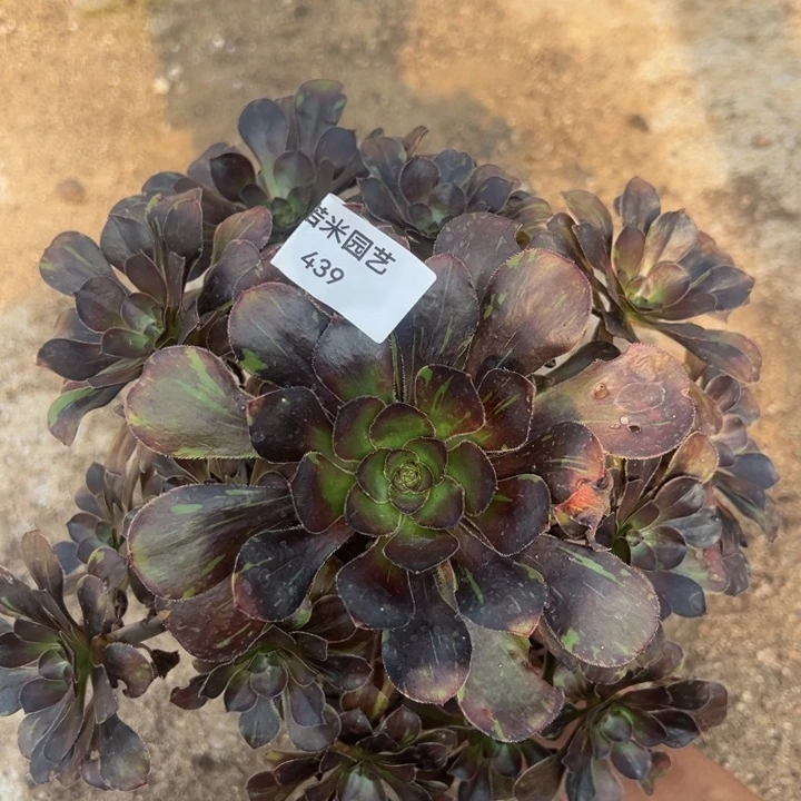 花无缺手捧多肉植物439