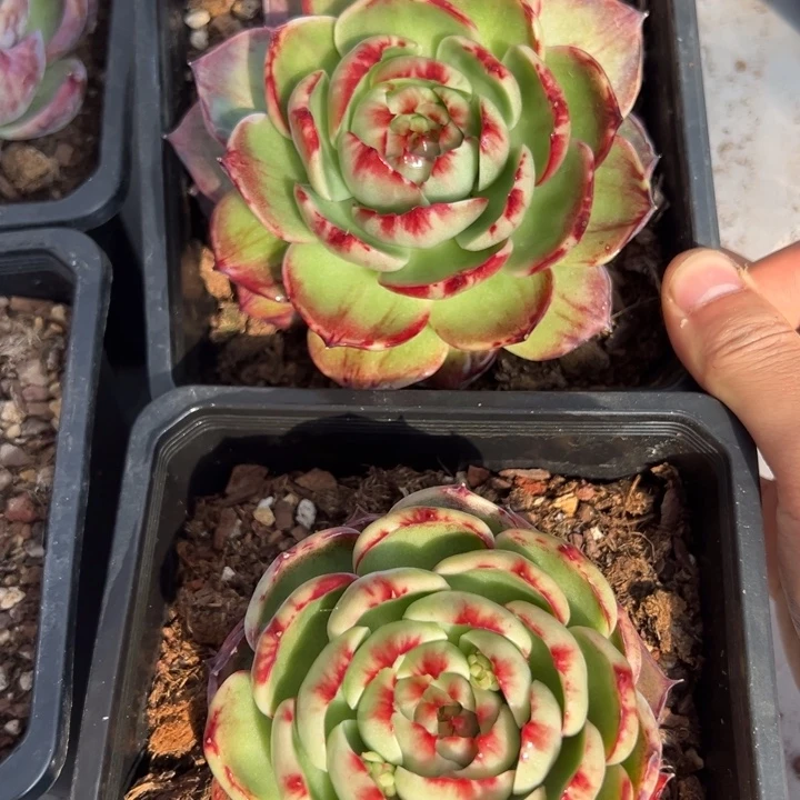大***炸多肉植物大爆炸发货1111