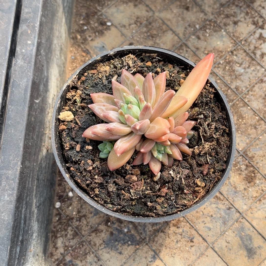 多肉植物多肉植物