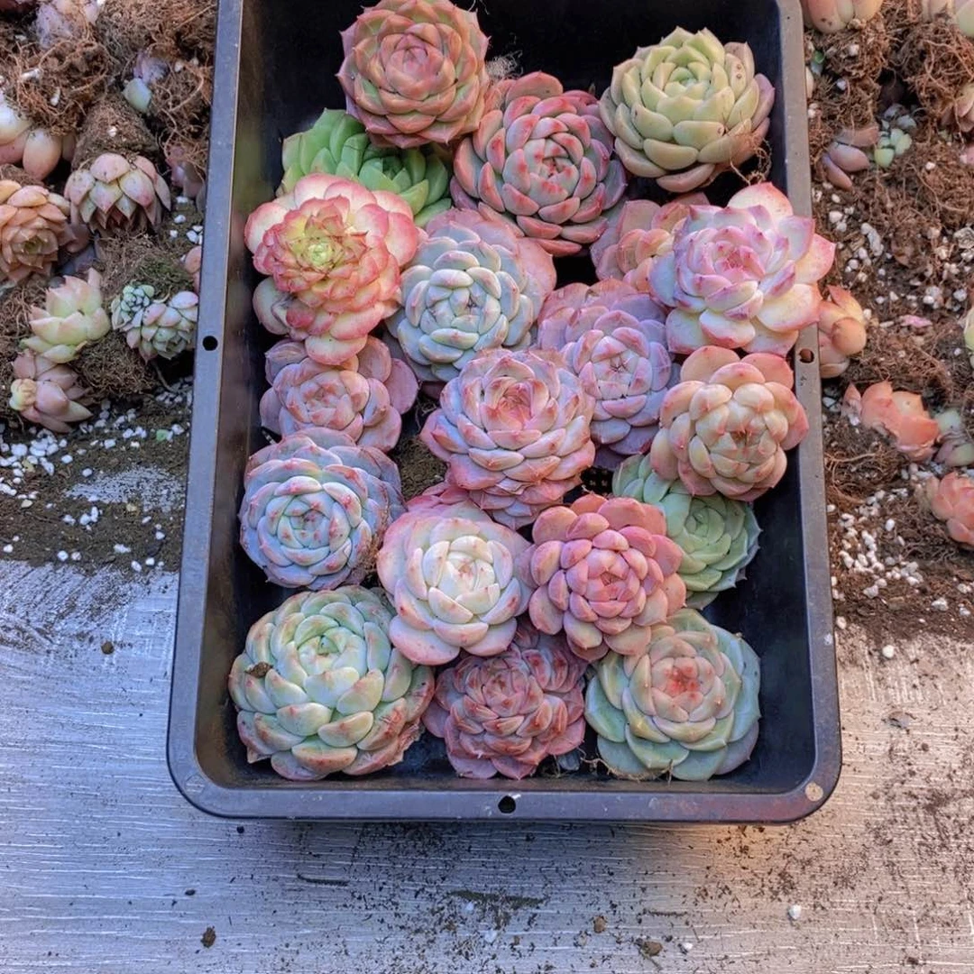 保底20颗。    01。   大的