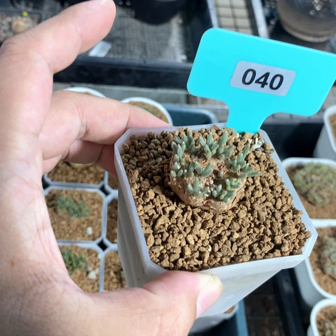 韧锦块根多肉植物