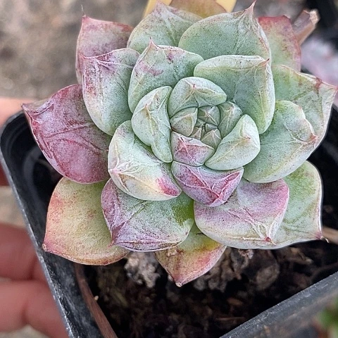 小****?327多肉植物老桩