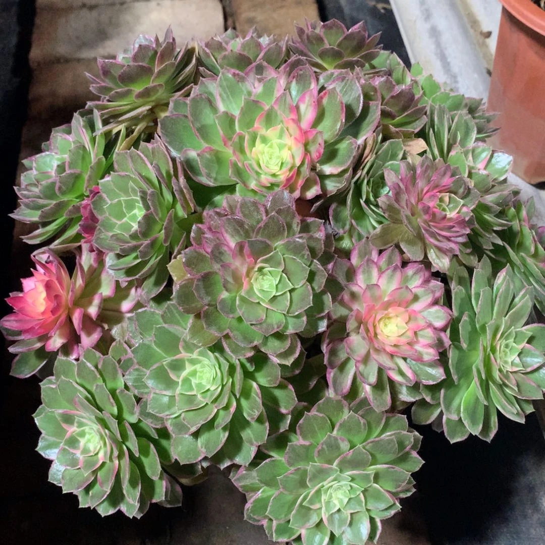 万花筒，多肉植物的