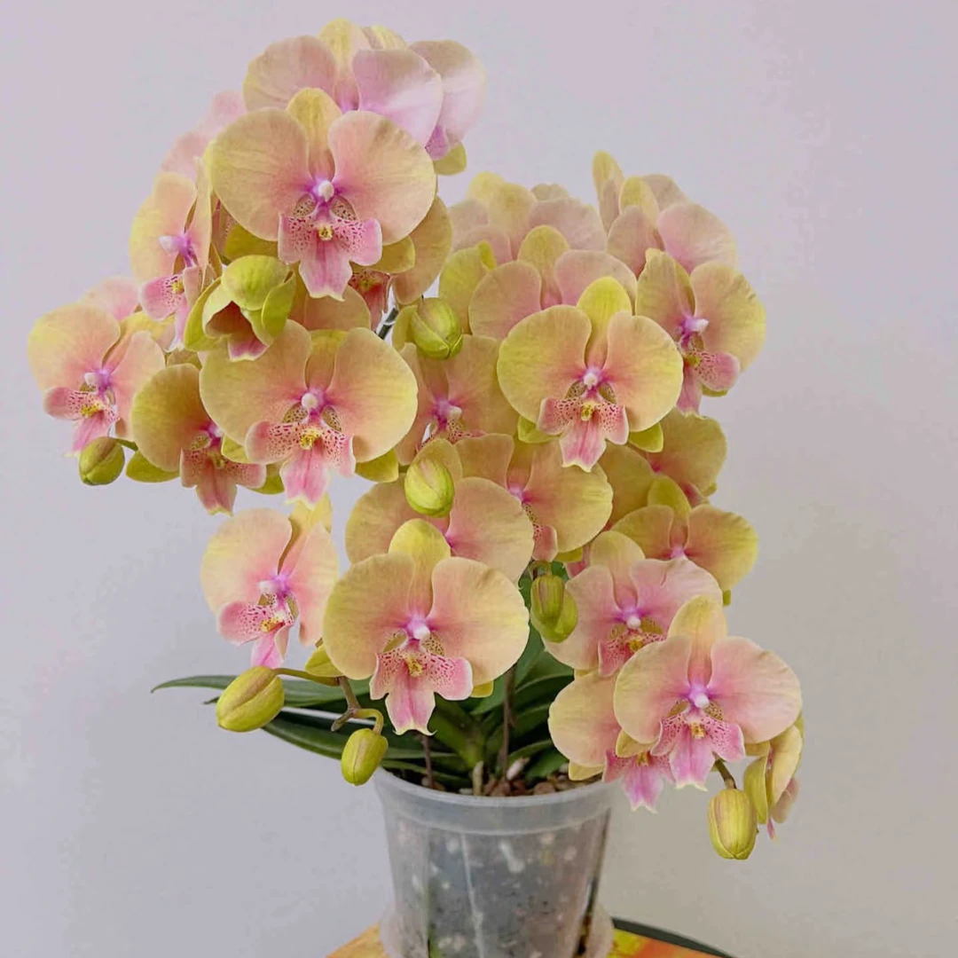 【淘花源记】蜜桃508根系很好3.0加高彩虹色高颜值包对版性价比很高