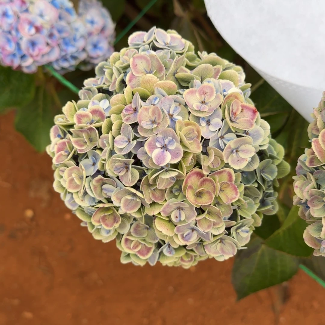 大部分开放少量花苞11