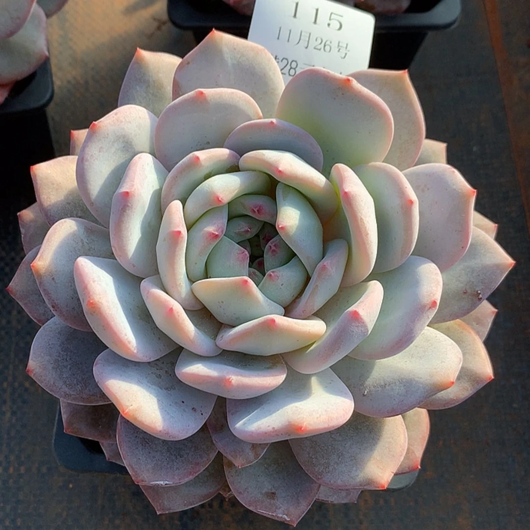 【闪购商品】云115号