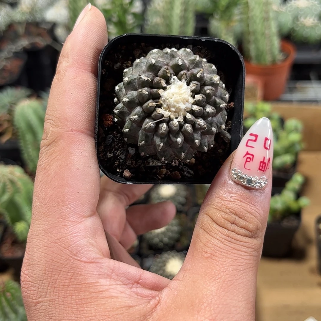 墨蝶单头发货单头发货