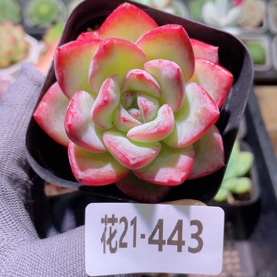 花利美21-443草莓泡芙