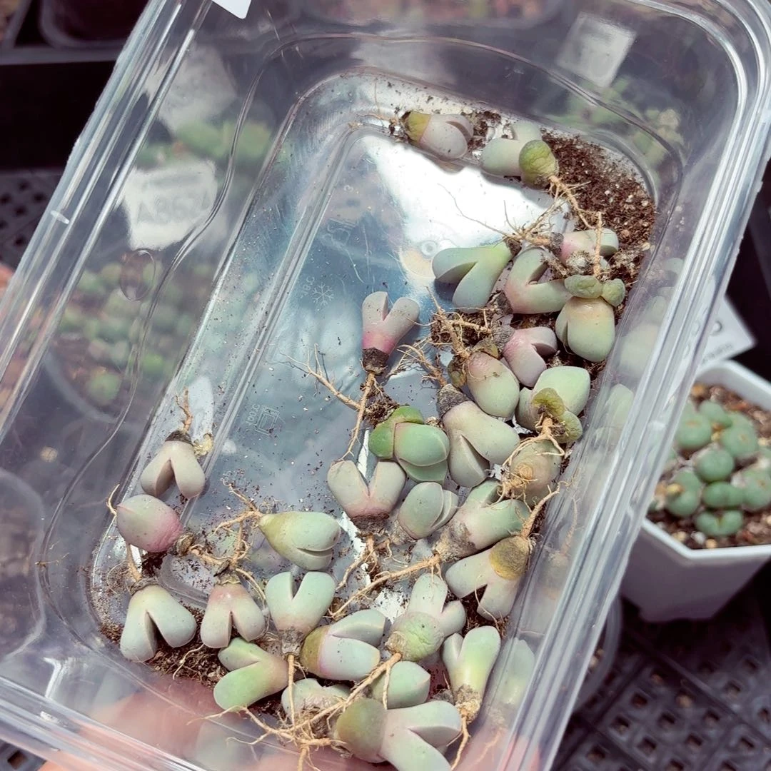 8640––零下地区需拍保温箱