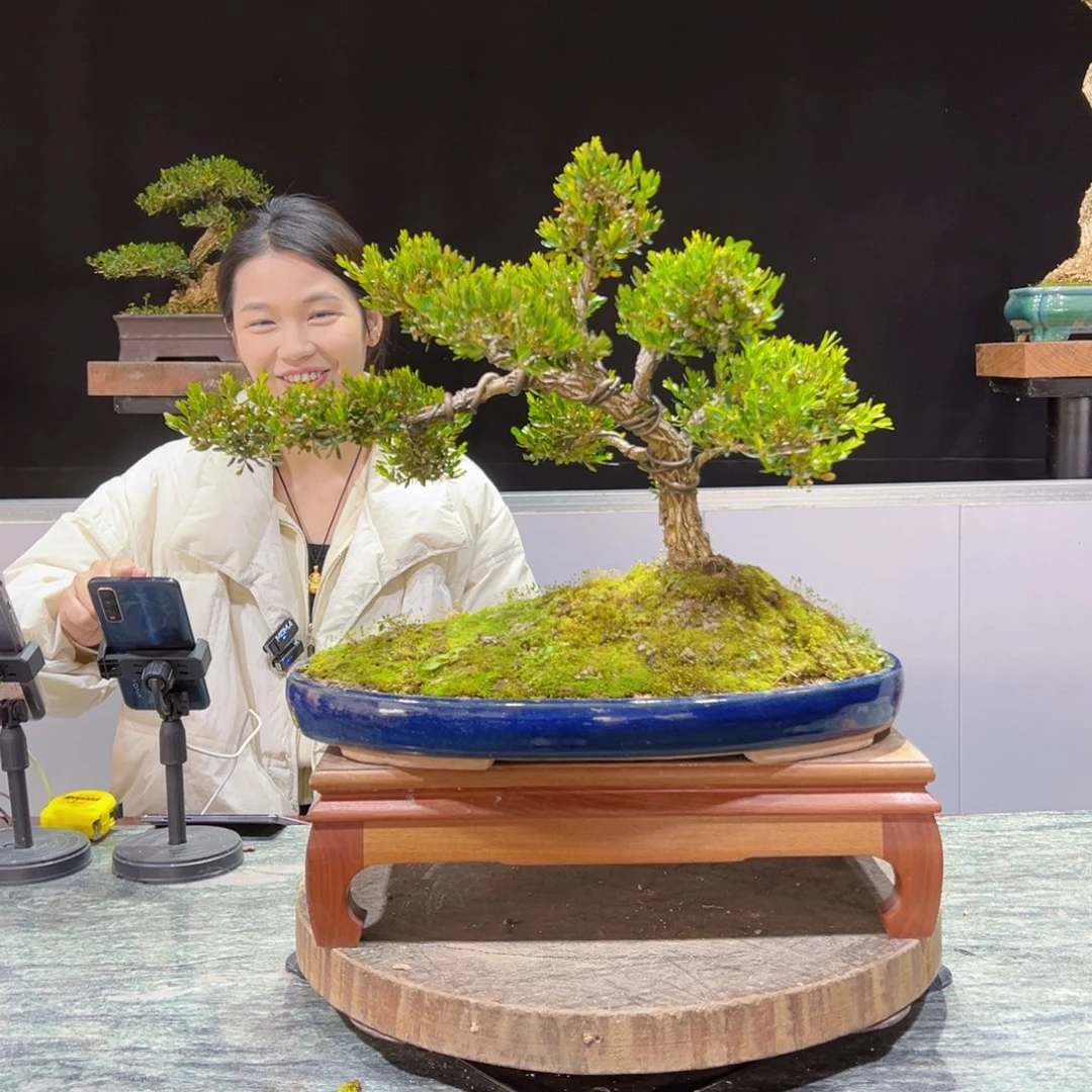 四季常青老桩黄杨盆景