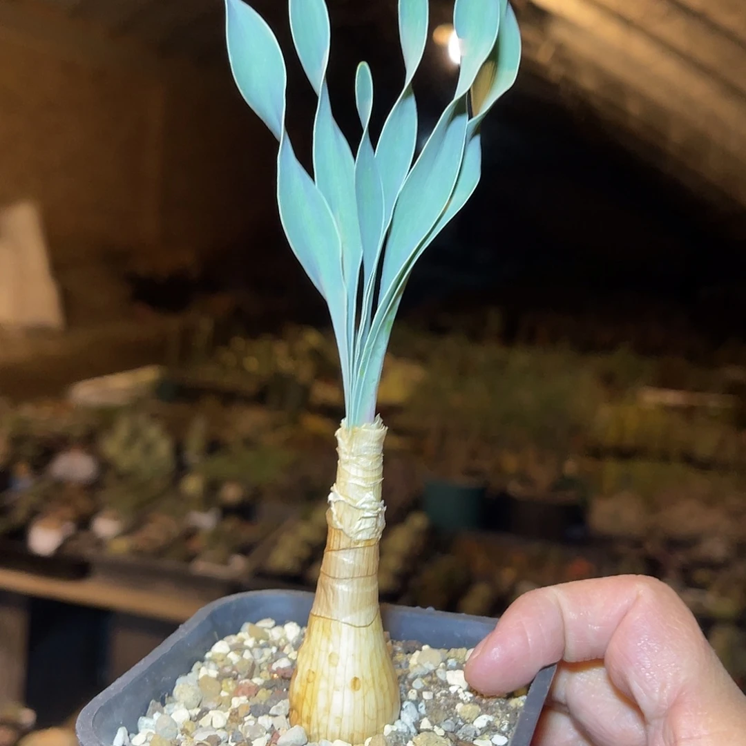老家产地巨凤之卵