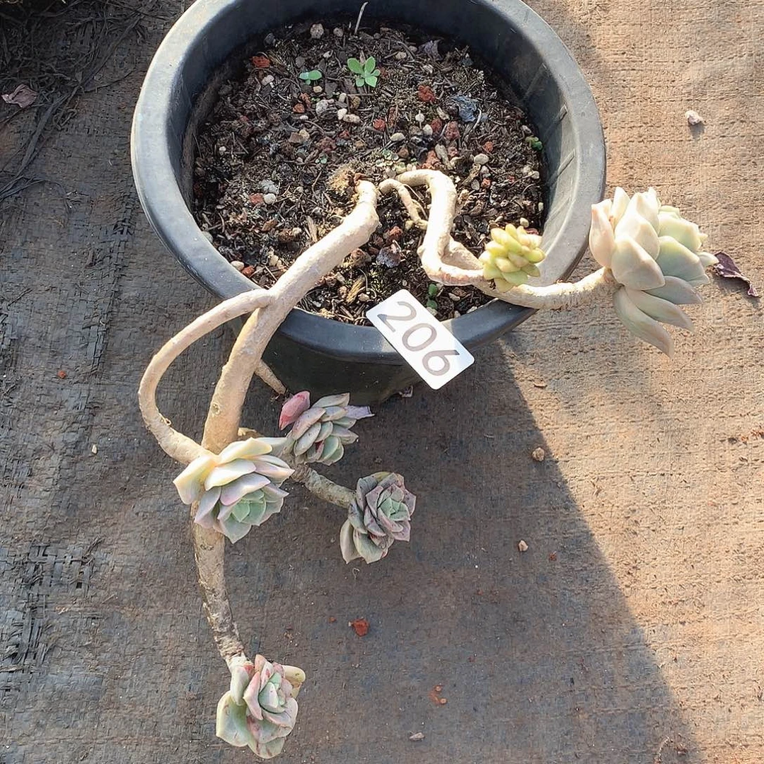 205可爱玫瑰一物一拍多肉