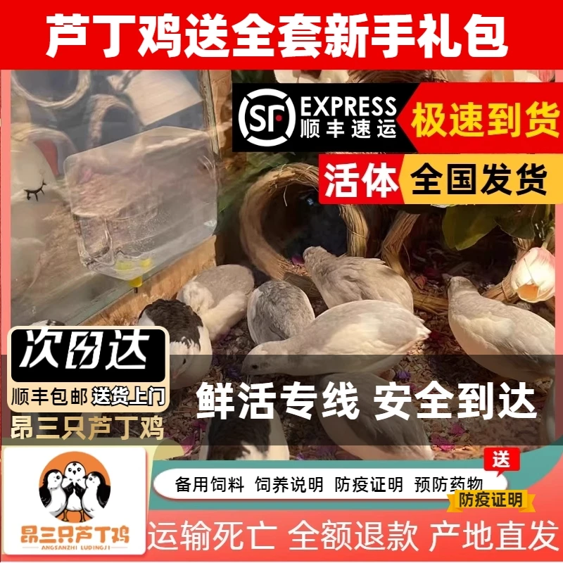 昂三只网红芦丁鸡宠物鸡全色系宠物活鸡40-60天青年鸡活鸡宠物鸡