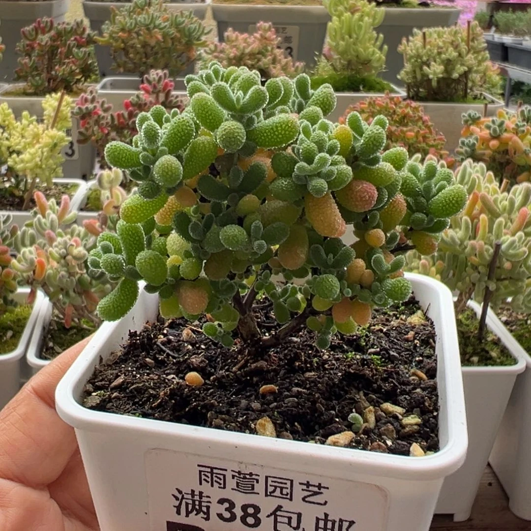 12-204枝干番杏多肉翡翠小树七方盆老桩一年