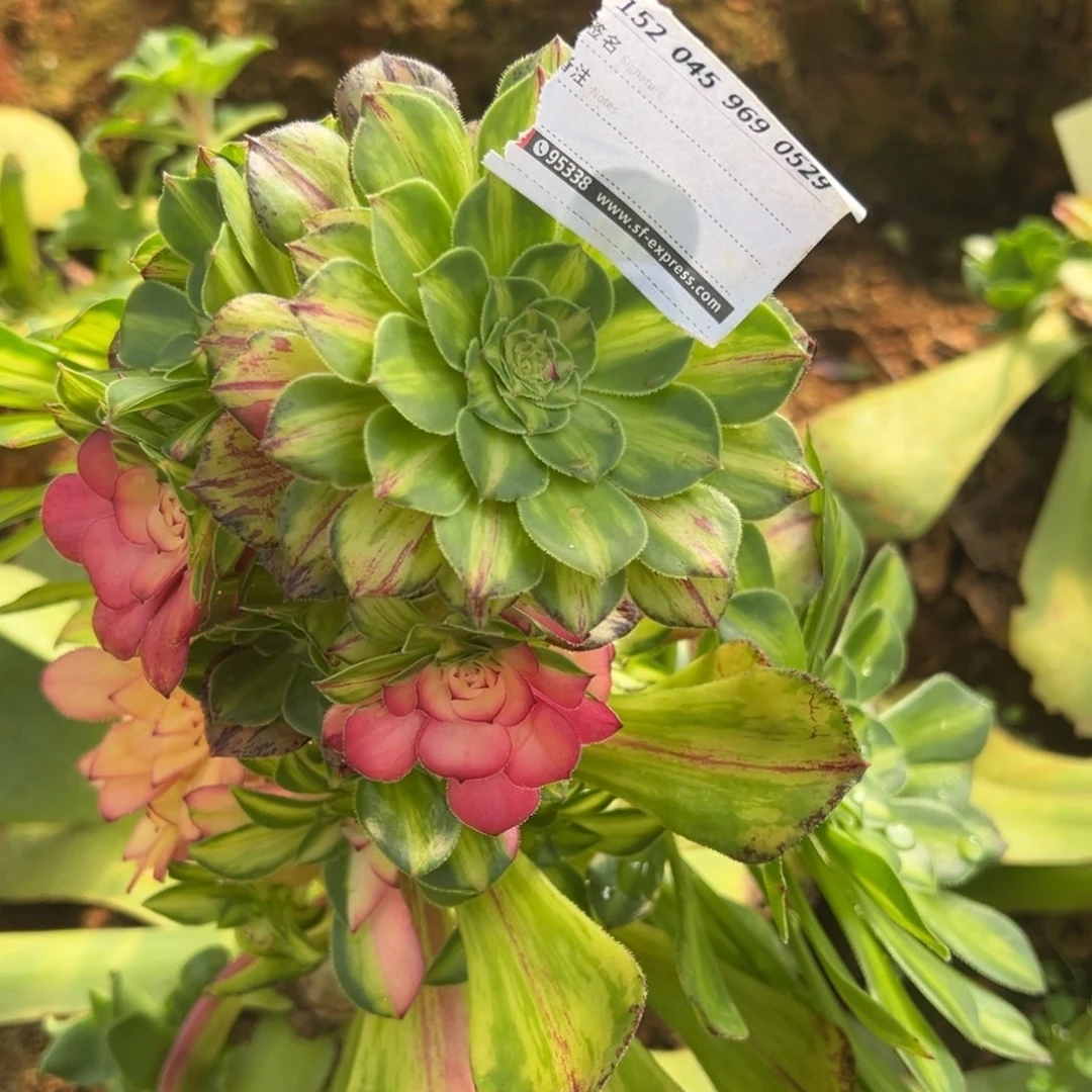 暖**A精品多肉植物0529