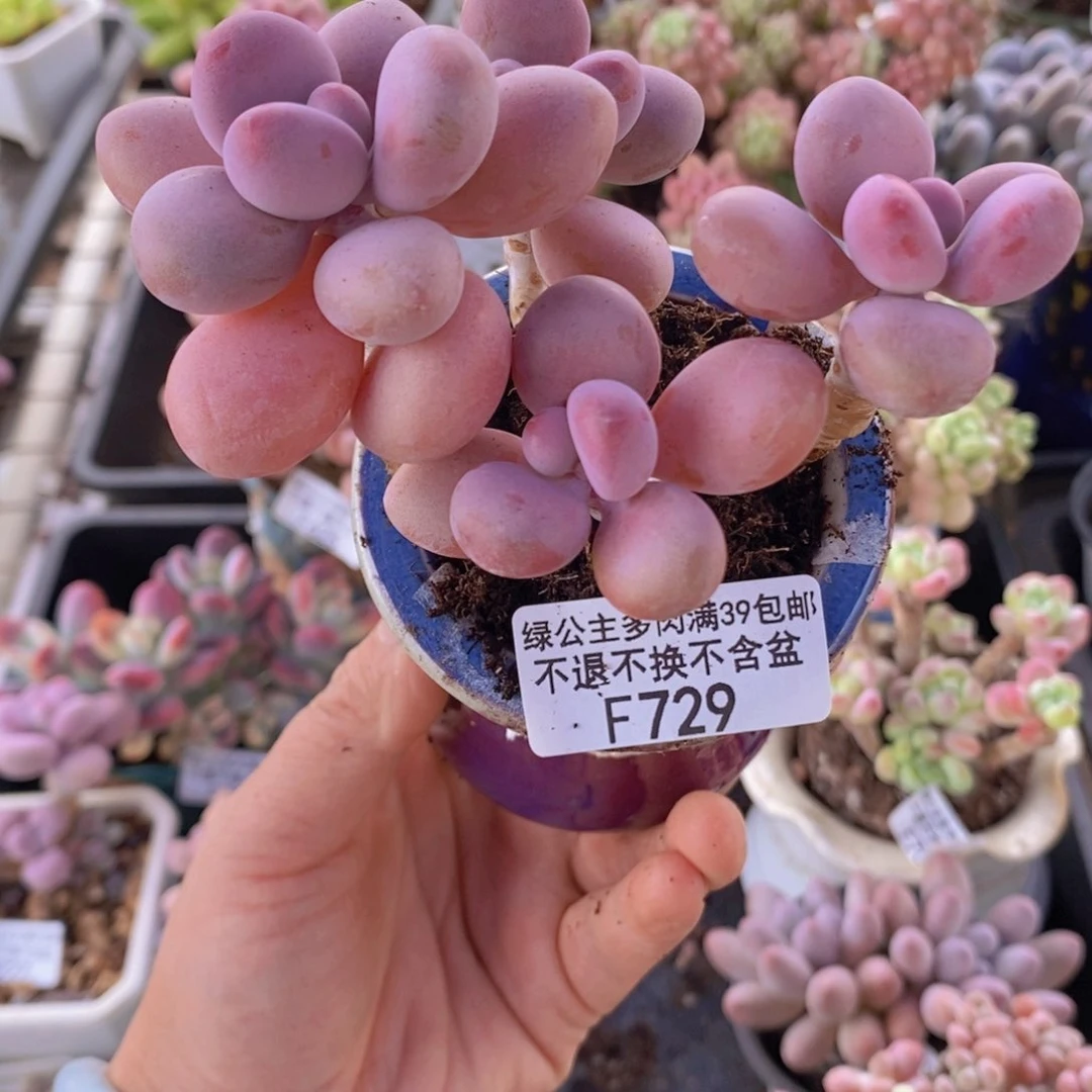 糖果桃蛋老桩8cm729多肉植物