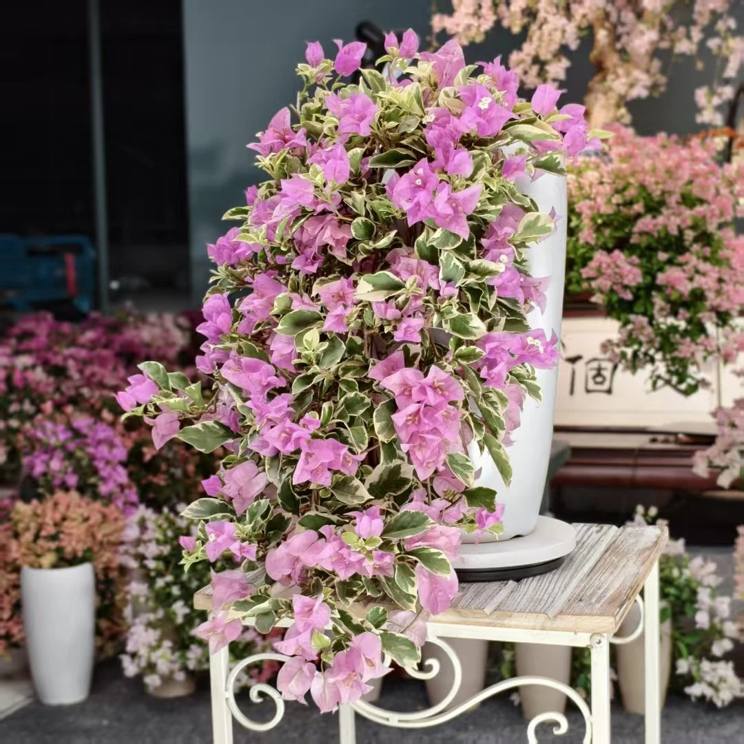 银边水仙紫花瀑布三角梅盆景老桩侧飘勤花好养【艺景园海波】