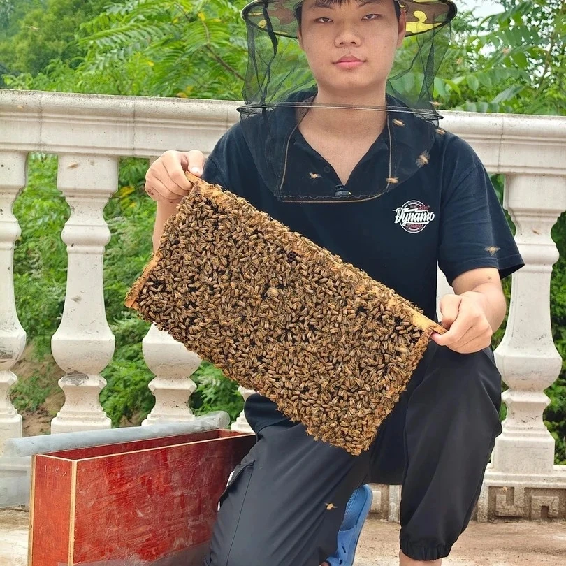 意蜂蜂群带产卵蜂王周转木盒发货包邮到家