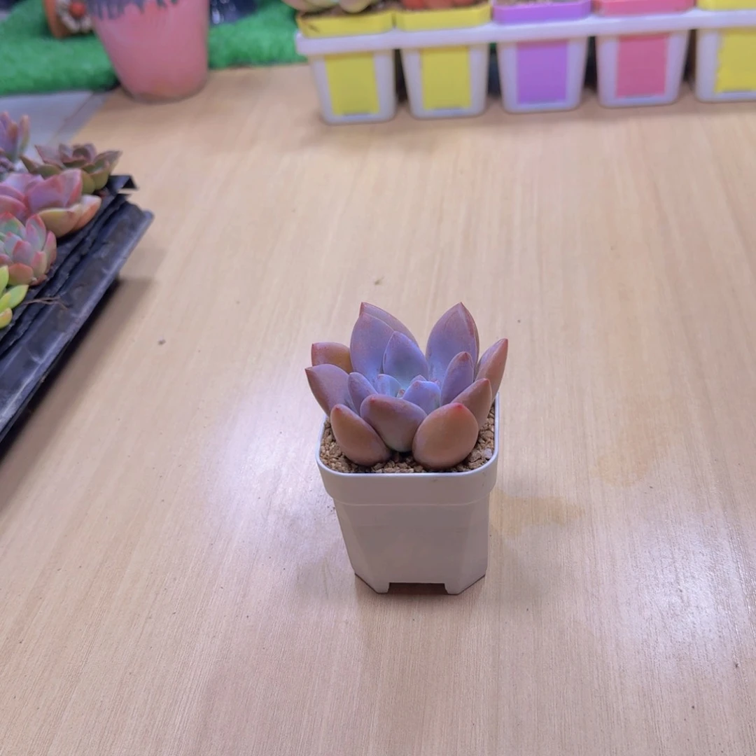 多肉植物 奥普琳娜单颗送盆