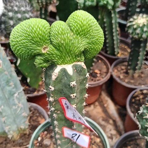 一***）青蛇缀化秀普嫁接有瑕特81