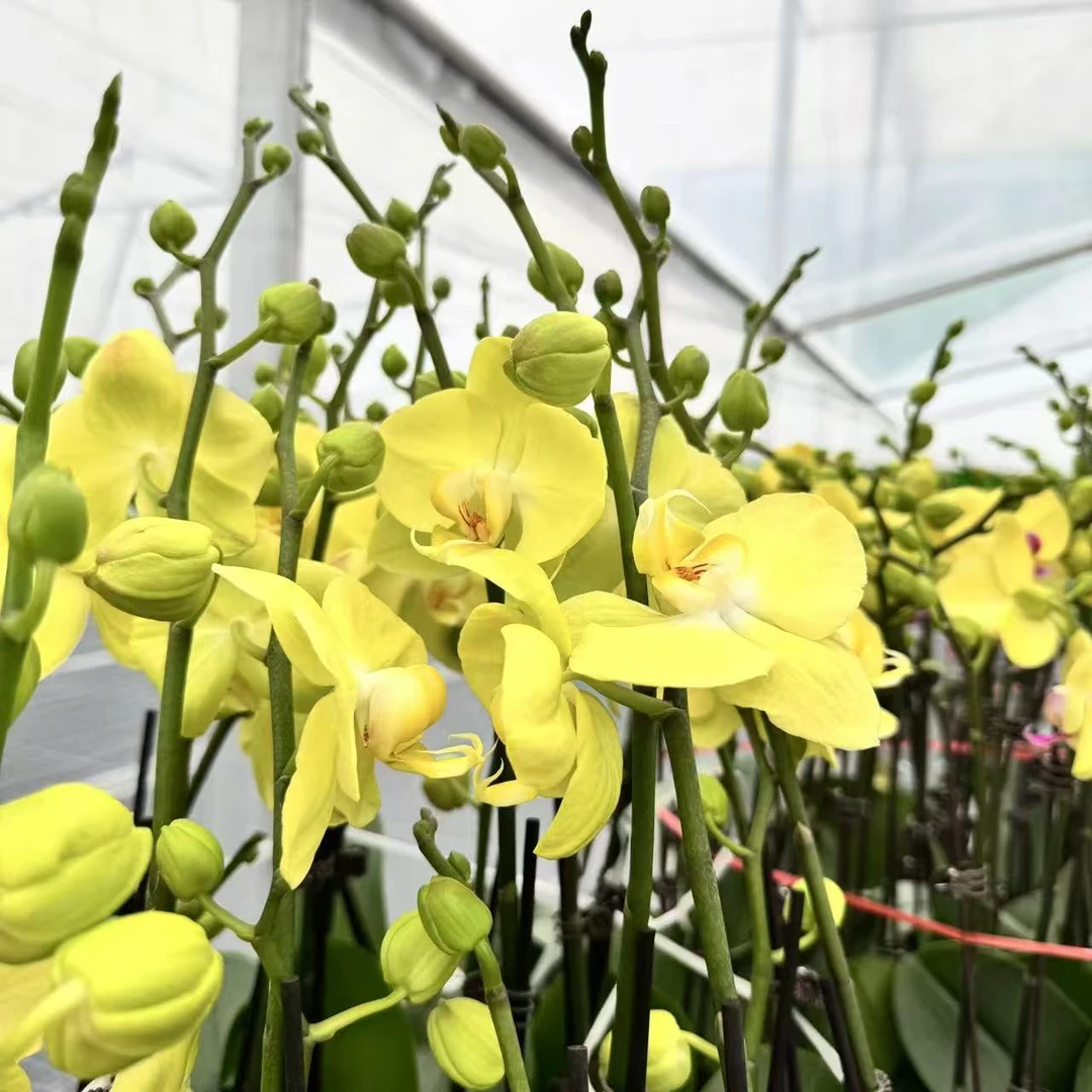 鲜花甄选【青睐】柠檬黄色 耐养易活室内盆栽