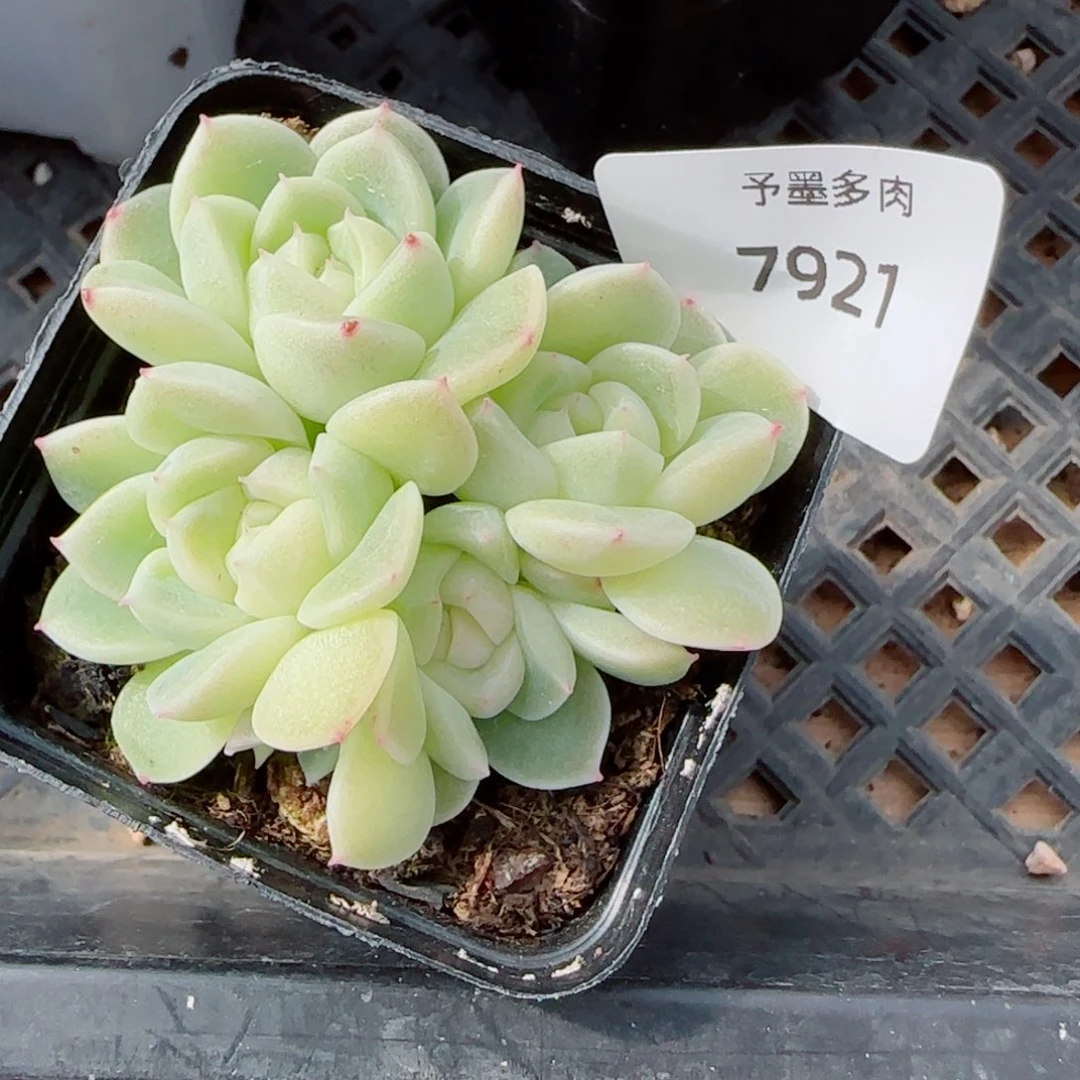 倾城珍妮，7921多肉植物