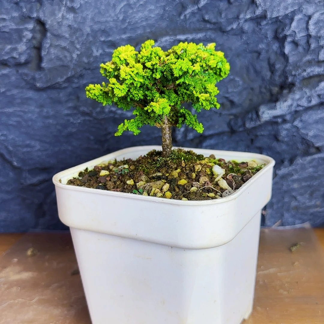 惠***勇无花朵黄金油画石化桧