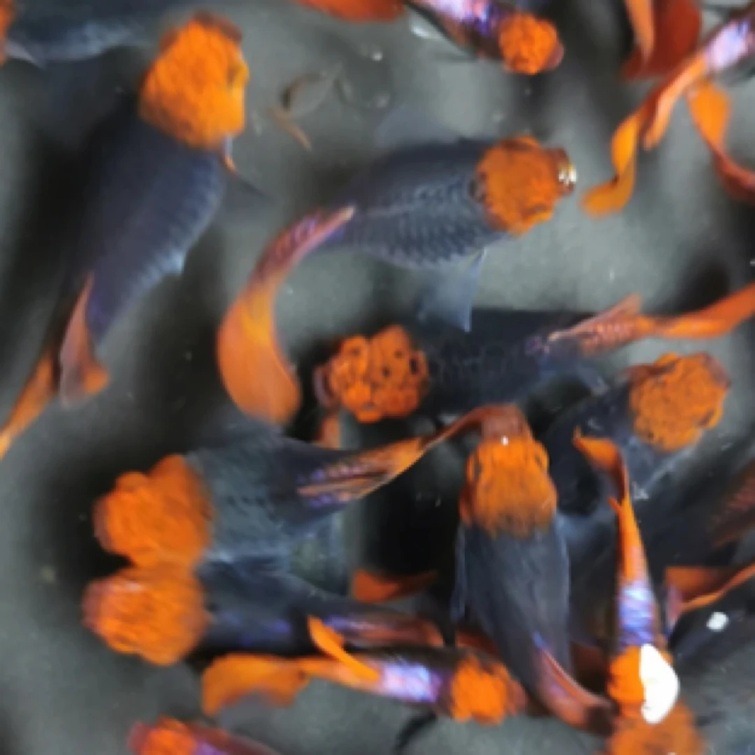 深海蓝贵族爆肚短体种鱼