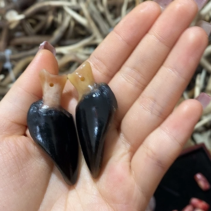 无非金属鹿蹄鹿蹄