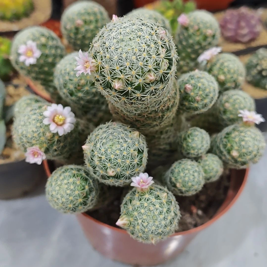 实生根吉塞尔开粉花群生