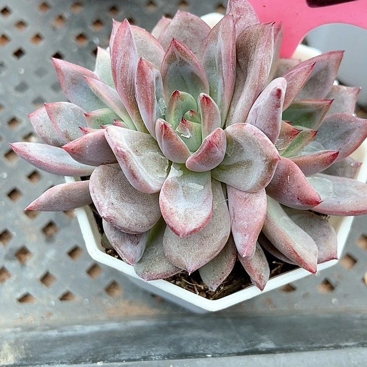 多肉植物夜魔侠朵朵945