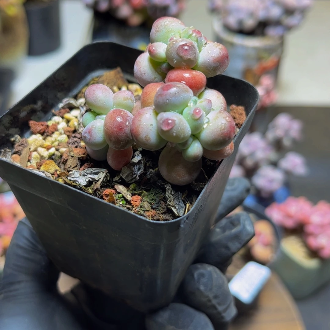 379一代苹果奶4厘米