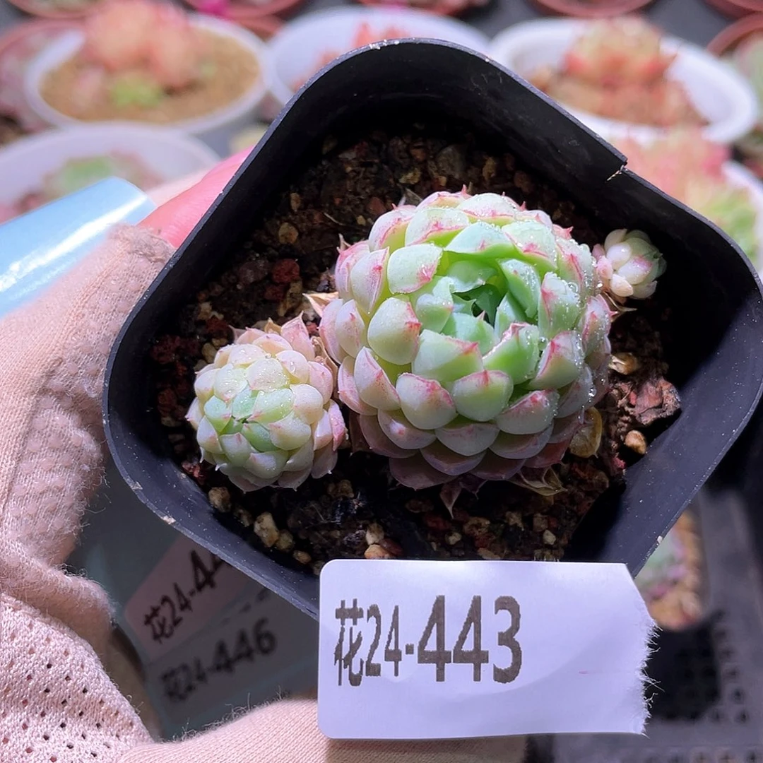 花利美24-443羊脂球