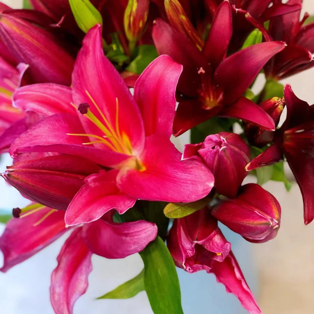 【红色 香水百合】8-10朵3-5支 全场鲜花两单京东空运包邮（小九）