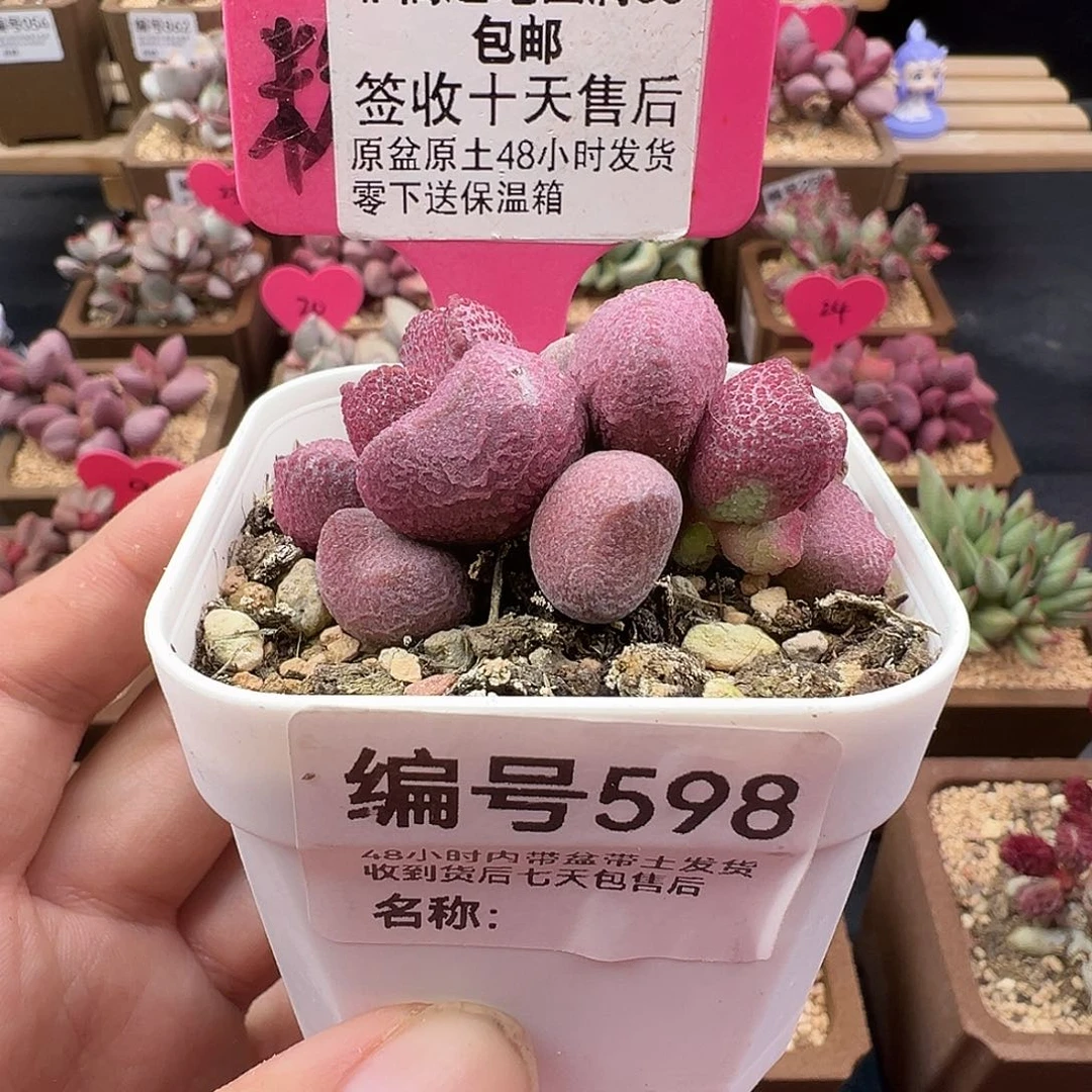 598夏娃多肉水泡